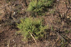 Aspalathus alpestris