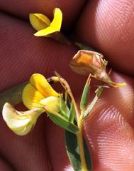 Aspalathus alpestris