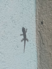 Hemidactylus platyurus