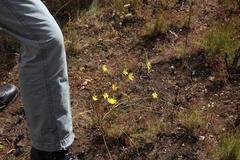 Moraea elsiae