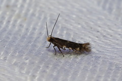 Aproaerema isoscelixantha