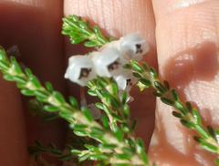 Erica spectabilis
