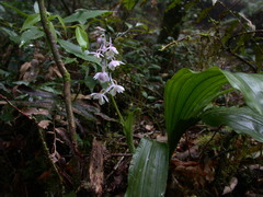 Calanthe aristulifera