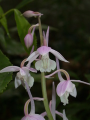 Calanthe aristulifera