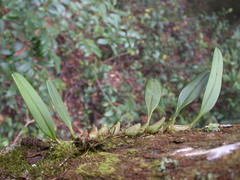 Bulbophyllum pectinatum