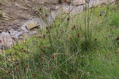 Cyperus marginatus