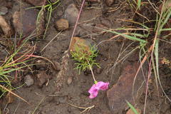 Oxalis bifurca angustiloba