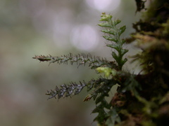 Micropolypodium okuboi
