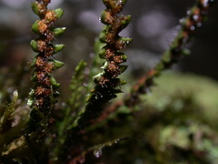 Micropolypodium okuboi