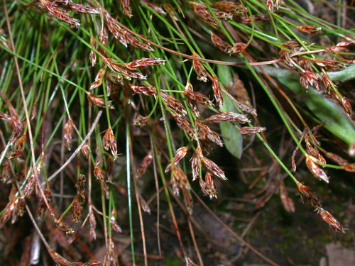 Bulbostylis densa iNat (1)