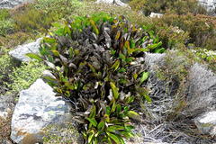 Protea pruinosa
