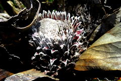 Protea pruinosa