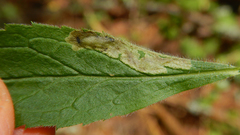 Calycomyza solidaginis