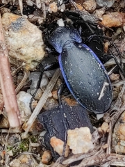 Carabus macrocephalus