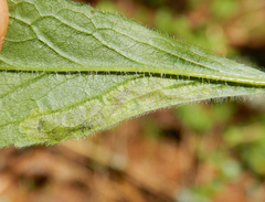 Calycomyza solidaginis