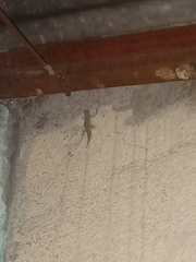 Gehyra mutilata