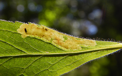 Calycomyza solidaginis