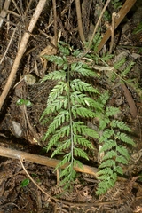Asplenium appendiculatum