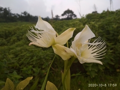 Pecteilis gigantea