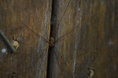 Opilio canestrinii