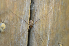 Opilio canestrinii