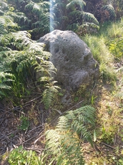 Pteridium aquilinum capense