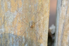 Opilio canestrinii