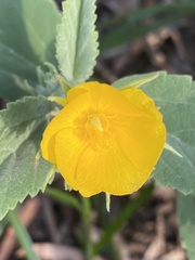 Melhania oblongifolia