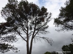 Pinus halepensis