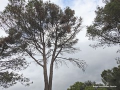 Pinus halepensis