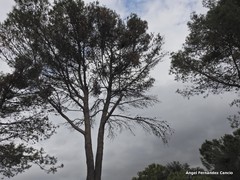 Pinus halepensis