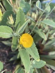 Melhania oblongifolia