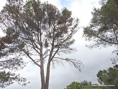 Pinus halepensis