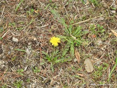 Taraxacum