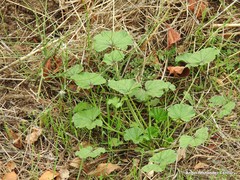 Malva