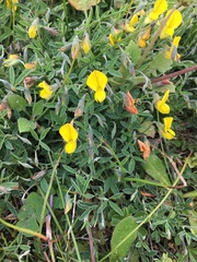 Crotalaria excisa