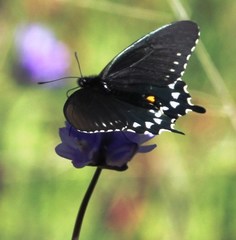 Battus philenor hirsuta
