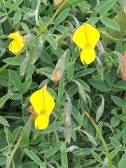 Crotalaria excisa