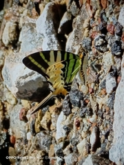 Graphium antiphates itamputi