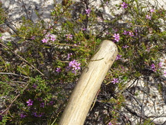 Acmadenia trigona