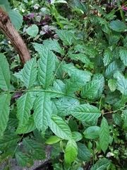 Combretum indicum
