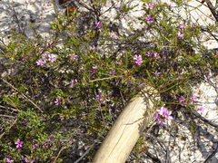 Acmadenia trigona