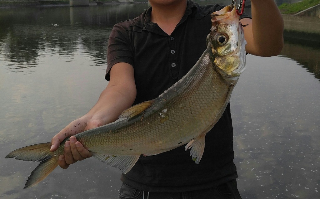 Hookmouth culter (Culter recurviceps) — Cyprinidae