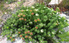 Leucadendron dregei