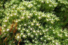 Leucadendron dregei