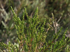 Passerina paludosa