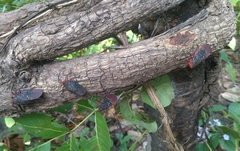Kalidasa lanata