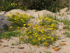 Steirodiscus tagetes