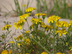 Steirodiscus tagetes