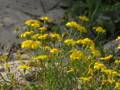 Steirodiscus tagetes